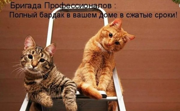 Смешные надписи с котами