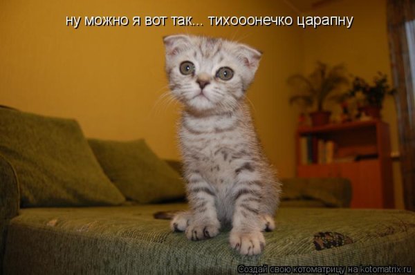 Смешные картинки с котами и надписями