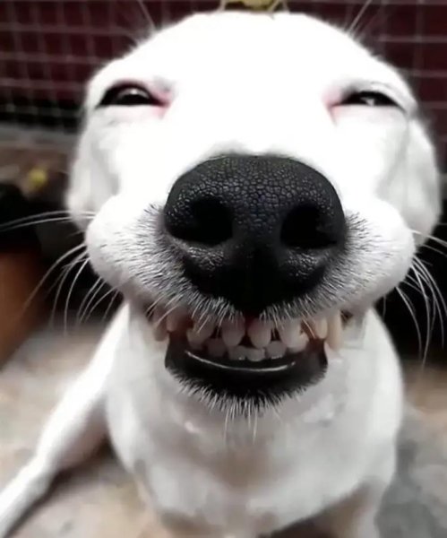 Картинки смешных собак на аватарку