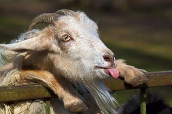 Смешные картинки козы красивые