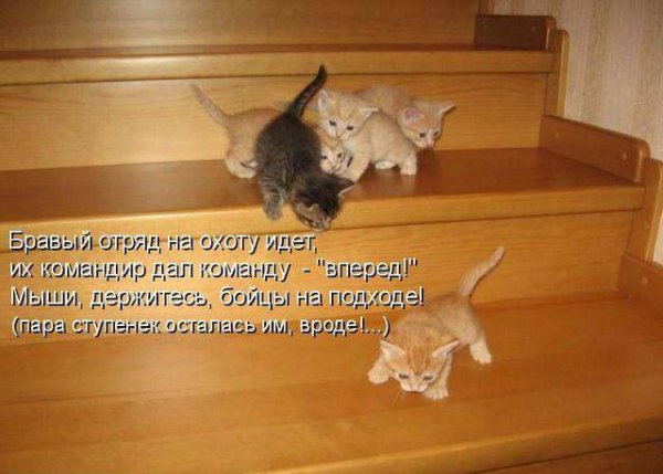 Прикольные коты с надписями