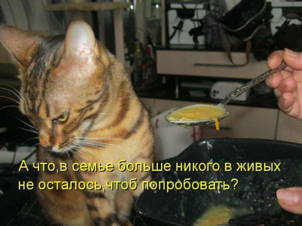 Смешные котики с надписями