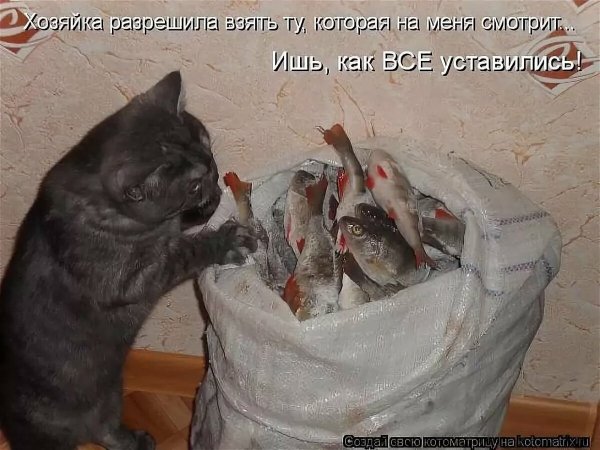 Приколы с котами с надписями