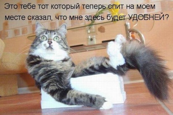 Смешные картинки про котов с надписями