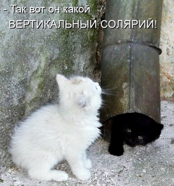 Смешные кошки с надписями