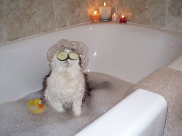 Смешные картинки животных в ванной