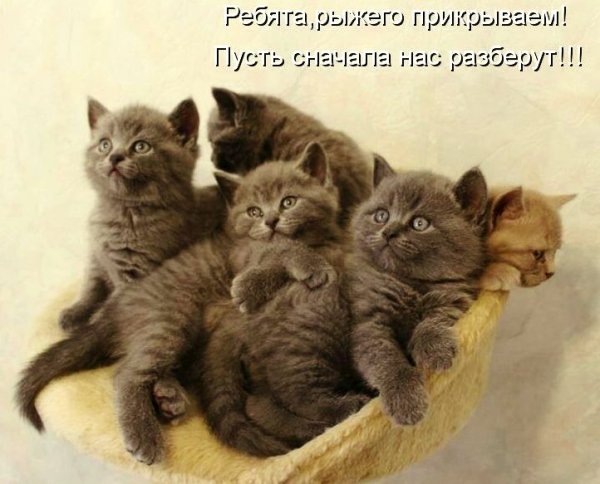 Котята с надписями