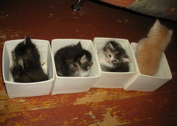 Смешные картинки с котами и надписями