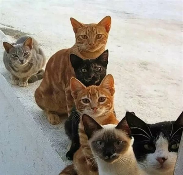 Смешные коты с надписями