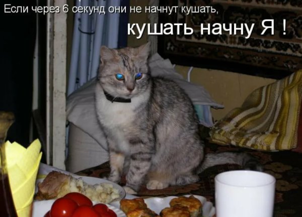 Кот смешные надписи