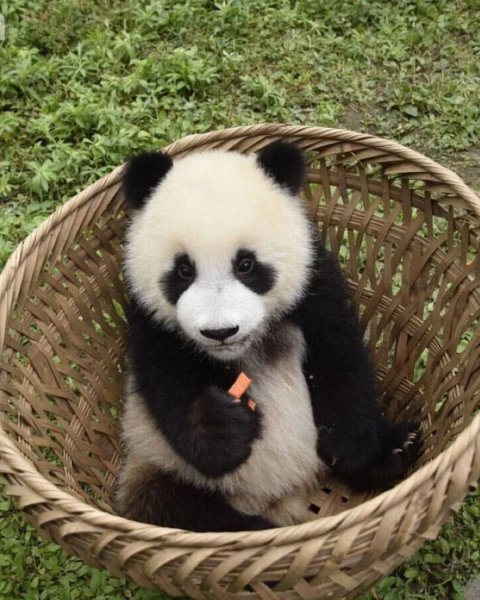 Смешные картинки малышей панды
