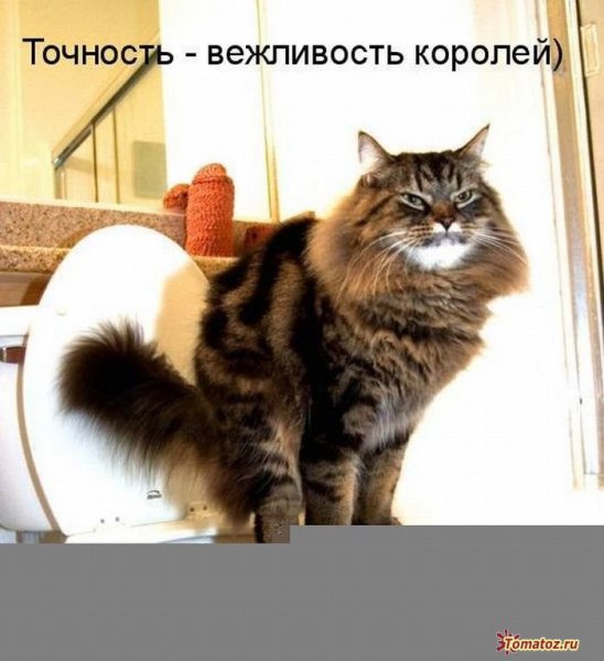 Прикольные котята с подписями