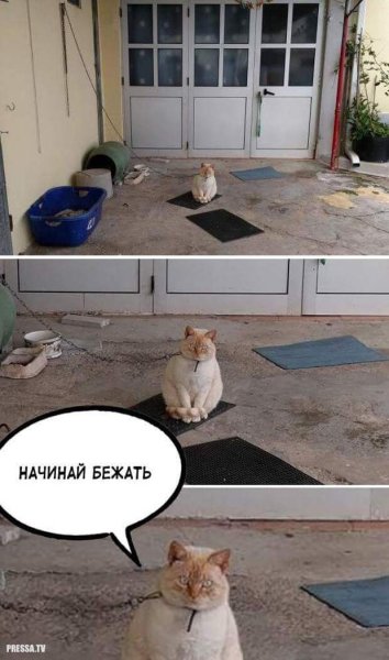 Приколы с подписями картинки