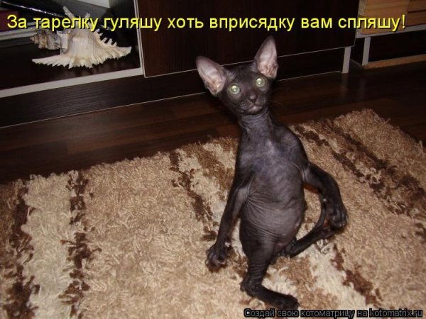 Прикольные животные с надписями