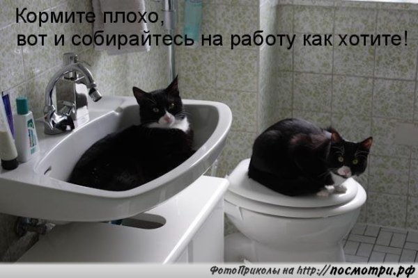 Смешные Котыс подписчми