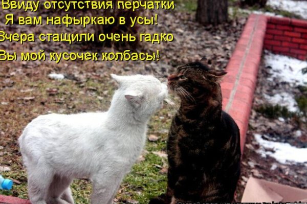 Смешные коты с надписями