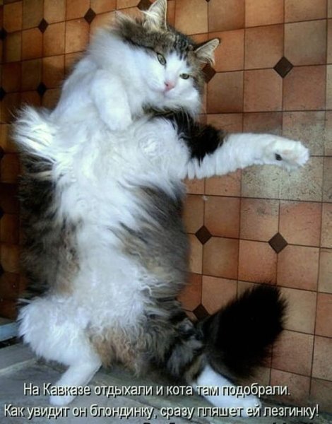 Смешные котята с подписями