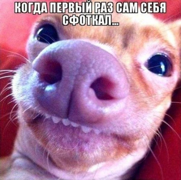 Прикольные картинки с надпи