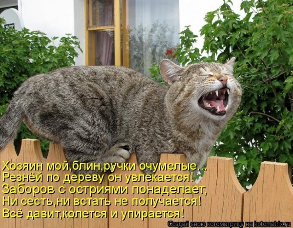 Приколы с котами с надписями