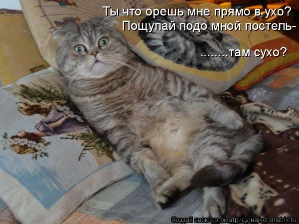 Смешные Котыс подписчми