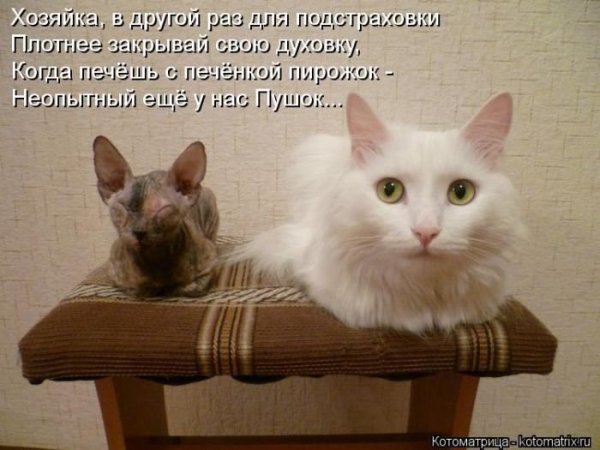 Смешные коты с надписями