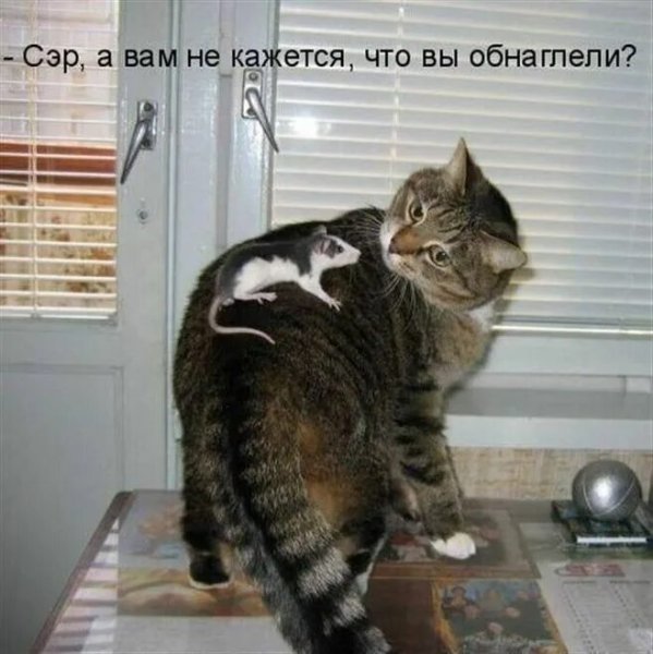 Прикольные кошки с надписями