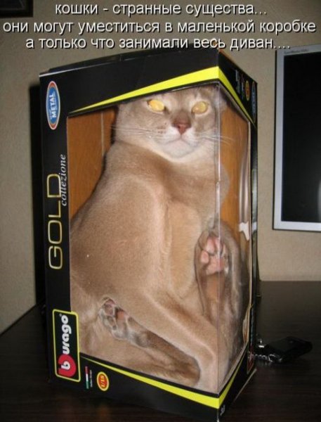 Смешной кот с подписью
