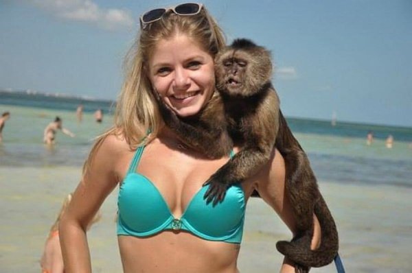 Смешные картинки с обезьянами на пляже