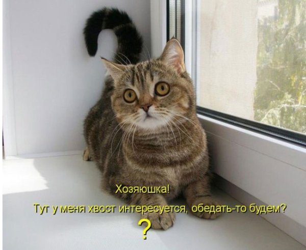 Смешные котики с надписями