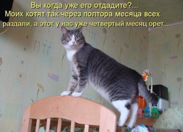 Коты приколы с надписями