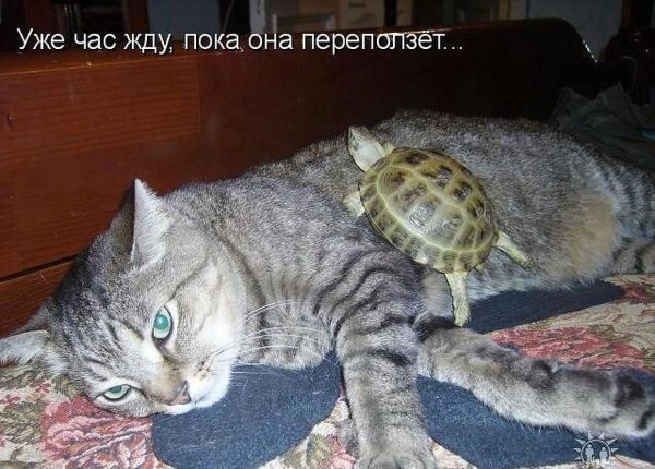 Кот смешные надписи
