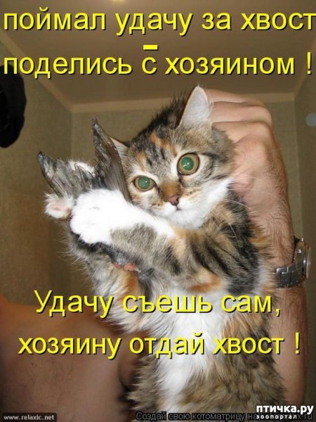 Кот смешные надписи
