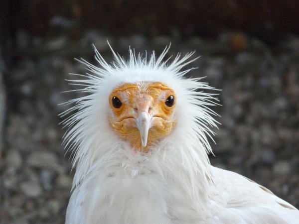 Картинки самых смешных птиц в мире
