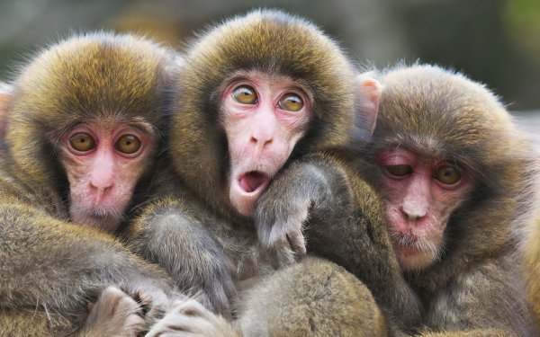 Смешные картинки животных обезьяны