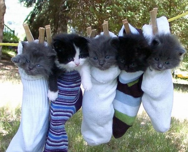 Веселый котик