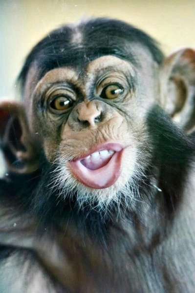 Самые смешные обезьяны в картинках