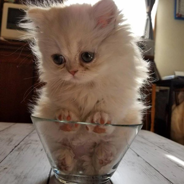 Прикольные котята