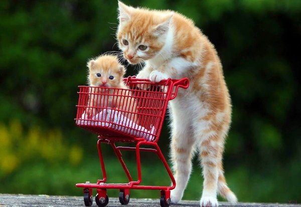 Картинки смешные котята