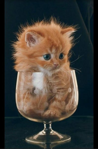 Забавные котята