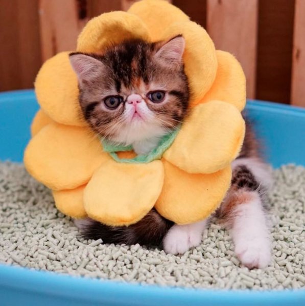 Милые смешные котята