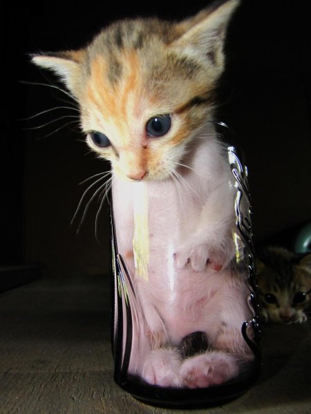 Смешной котяра
