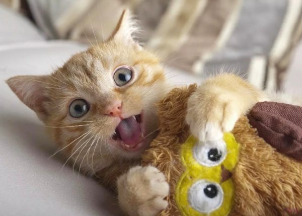 Милые коты