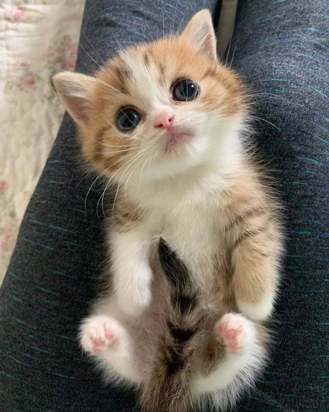 Милый котенок