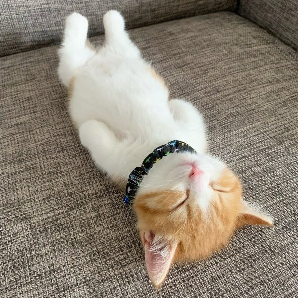 Спящие котята