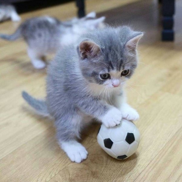 Смешные котята
