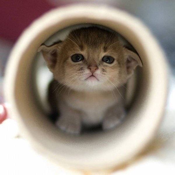 Милые коты