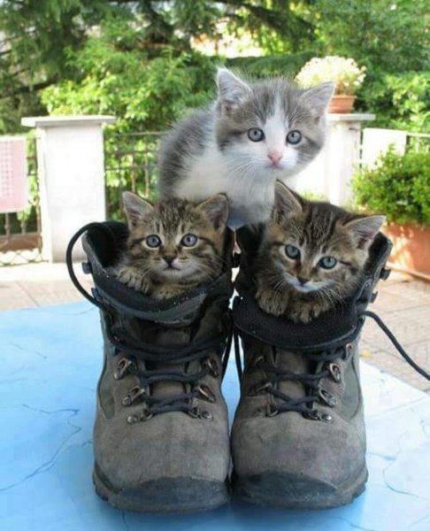 Котята приколы