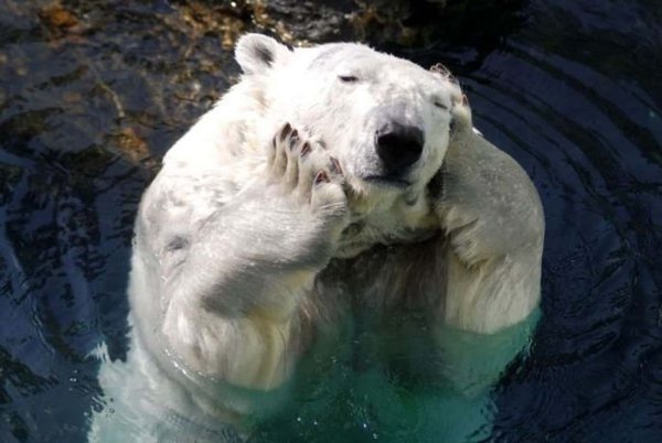 Смешные картинки белые медведи красивые