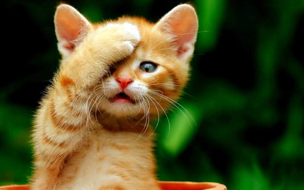 Рыжий котёнок