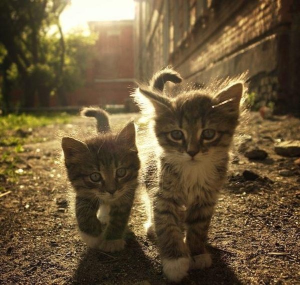 Котики друзья